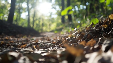 Aufkleber - Serene forest pathway illuminated by sunlight through trees showcasing fallen leaves in a tranquil setting : Generative AI