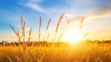 Poster - Golden Wheat Field at Sunrise with Dramatic Sky View and Gentle Breeze in Landscape : Generative AI