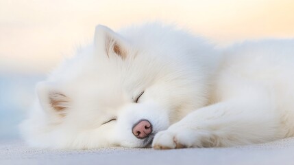 Poster - Beautiful Fluffy White Samoyed Dog Sleeping Peacefully on Soft Surface : Generative AI