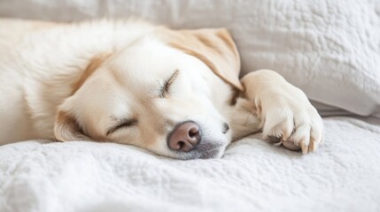 Poster - Adorable sleeping golden retriever dog curled up peacefully on a soft blanket indoors : Generative AI