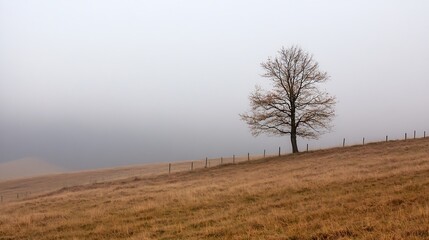Aufkleber - Barren Tree on a Foggy Hillside Surrounded by Golden Grasses and Distant Shadows : Generative AI