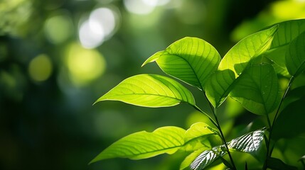 Poster - Lush green leaves capturing light in a vibrant forest scene representing the essence of nature's beauty and vitality : Generative AI