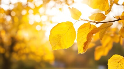 Poster - Golden autumn leaves glowing in sunlight bringing warmth and beauty : Generative AI