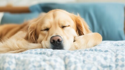 Poster - Golden Retriever Sleeping Peacefully on a Cozy Bed with Soft Blanket : Generative AI
