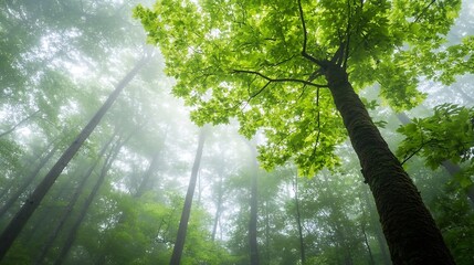 Poster - Captivating View of Towering Trees in a Misty Forest Setting with Lush Green Canopy : Generative AI