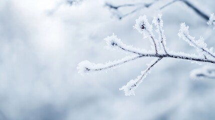 Poster - Enchanting closeup of frosted branches adorned with ice crystals creating a winter wonderland effect : Generative AI