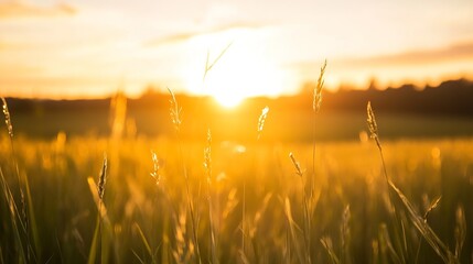 Aufkleber - Breathtaking sunset over golden grass fields creates a serene atmosphere of nature's beauty : Generative AI