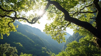 Aufkleber - Sunlight filtering through tree branches creating a magical forest atmosphere on a sunny day : Generative AI