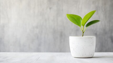 Poster - Small green plant emerging from a white pot on a wooden table with a soft background : Generative AI