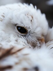 Aufkleber - A captivating closeup of a snowy owl showcasing its beautiful feathers and striking eye detail while nestled comfortably : Generative AI