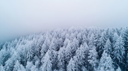 Aufkleber - Stunning aerial shot of a snowy forest blanketed in white creating a winter paradise landscape : Generative AI