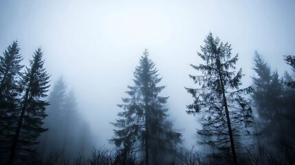 Poster - Eerie foggy forest with tall pine trees shrouded in mist : Generative AI