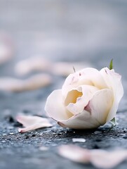Poster - Delicate white rose with fallen petals on a smooth surface reflecting beauty and fragility : Generative AI