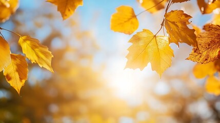 Aufkleber - Sunlit Autumn Leaves Creating a Warm and Inviting Nature Scene : Generative AI