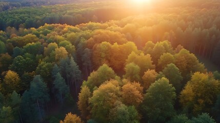 Poster - Stunning aerial view of a vibrant forest during a colorful sunset showcasing rich autumn hues : Generative AI