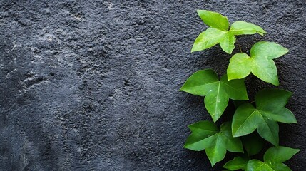 Aufkleber - Vibrant green ivy leaves cascading against a textured gray concrete wall for a natural aesthetic : Generative AI