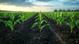Young corn plants growing in rows in a fertile field at sunset.