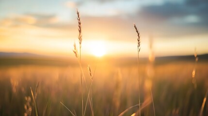 Poster - Golden sunshine illuminating a serene landscape with tall grass at sunset in a natural setting : Generative AI