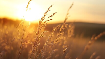 Wall Mural - Golden sunlight illuminating tall grass fields at sunset creating a serene and peaceful landscape : Generative AI