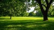© Generative AI - Lush green park landscape with trees and manicured grass under bright blue sky : Generative AI