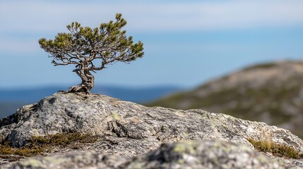 Poster - Bonsai Tree Growing on Rocky Surface Against Clear Sky in Nature : Generative AI