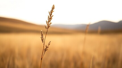 Fototapete - A solitary golden grass blade standing tall in a beautiful golden hour landscape : Generative AI
