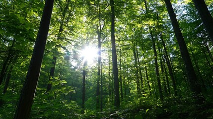 Aufkleber - Sunlight Filtering Through Lush Green Forest Canopy Illuminating Nature's Beauty : Generative AI