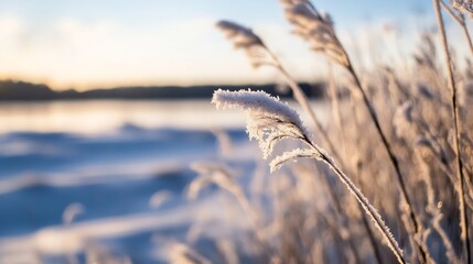 Aufkleber - Frosted grass swaying in the sunlight by a frozen lake during winter : Generative AI