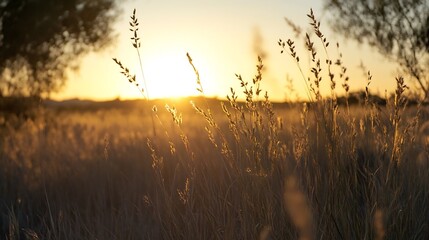 Aufkleber - Golden Sunrise Over Tall Grasses in a Peaceful Meadow Showcasing Nature's Splendor : Generative AI