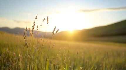 Wall Mural - Golden hour sun shining over a serene meadow with grass swaying in the warm breeze : Generative AI