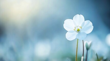 Poster - Delicate white flower blooming on a soft background capturing the essence of nature and tranquility : Generative AI