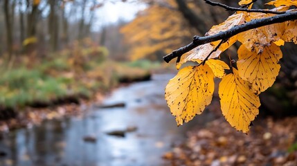 Poster - Vibrant autumn leaves on a branch near a tranquil stream flowing through a forest landscape : Generative AI