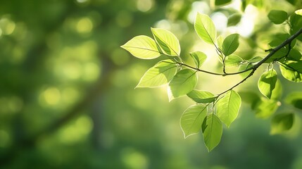 Poster - Closeup of vibrant green leaves illuminated by soft light in a lush natural environment : Generative AI