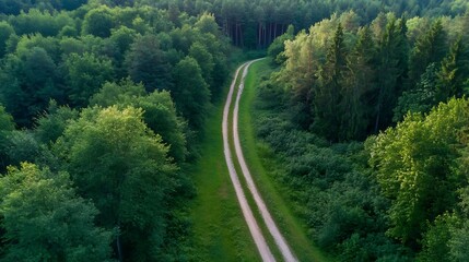 Poster - Aerial View of Winding Path Through Lush Green Forest Landscape in Summer : Generative AI