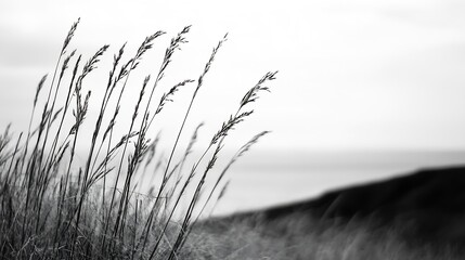 Poster - Artistic black and white photograph of tall grass swaying gently in the wind near a coastal area : Generative AI