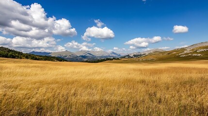 Canvas Print - Beautiful panoramic view of golden grass field under a bright blue sky with fluffy clouds : Generative AI