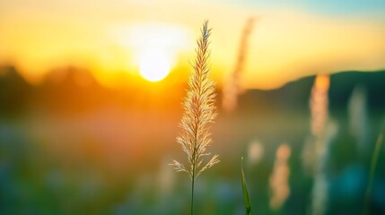 Aufkleber - Graceful grass at sunset glowing in the warm light of a peaceful evening : Generative AI