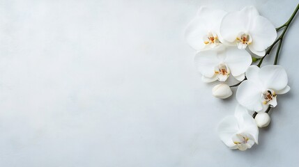 Poster - Elegant White Orchids with Soft Background for Minimalistic Floral Design : Generative AI