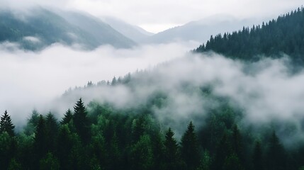 Poster - Breathtaking misty valley view surrounded by lush green forests and majestic mountains : Generative AI