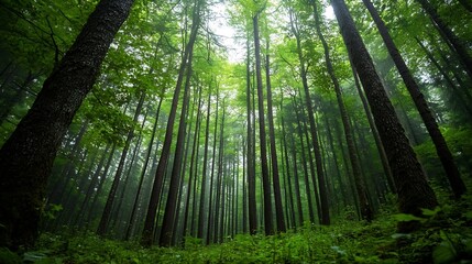 Aufkleber - Lush Green Forest with Tall Trees and Fog Creating a Mystical Atmosphere : Generative AI