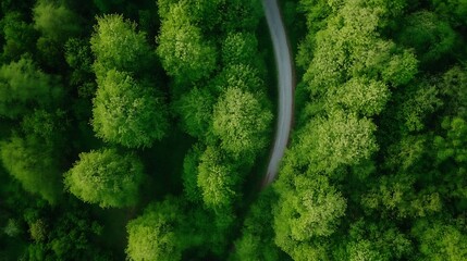 Poster - Aerial view of lush green trees and winding path showcasing nature's beauty and tranquility : Generative AI