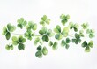 © sangkribo - Watercolor shamrock sprig arrangement on white background