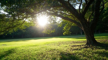 Aufkleber - Golden sun rays shining through lush green tree leaves on a sunny day in a tranquil park setting : Generative AI