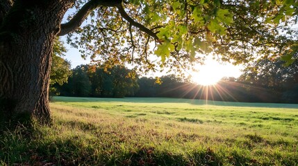 Wall Mural - Serene Sunset Landscape Through Trees with Vibrant Sunbeams Illuminating a Green Meadow : Generative AI