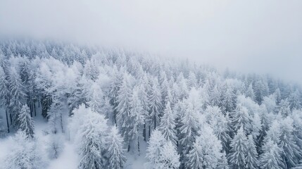 Poster - Stunning Aerial View of Snow Covered Pine Forest in Winter Wonderland : Generative AI