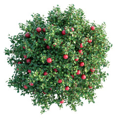 Wall Mural - png real apple tree leaves fruit plant.