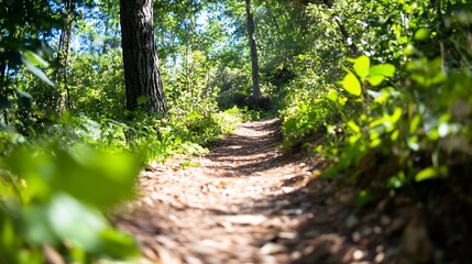 Aufkleber - Sunny Woodland Pathway Surrounded by Lush Green Trees in Nature : Generative AI