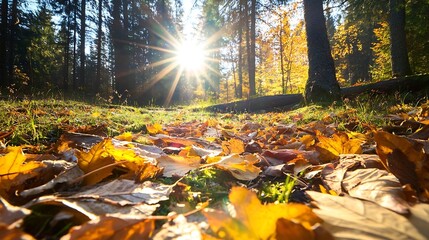 Leinwandbilder - Golden Autumn Leaves on Forest Floor with Sunlight Breaking Through Trees : Generative AI