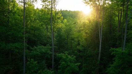 Poster - Vibrant Green Forest with Sunlight Shining Through Trees During Early Morning or Late Afternoon : Generative AI