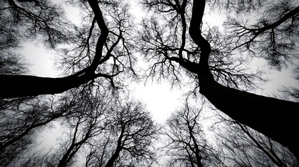 Aufkleber - Glimpse of Stark Beauty in Winter Trees Silhouette Against a Gloomy Sky : Generative AI